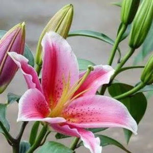 Meet your Posher, Dawa